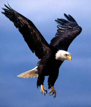 CREDITOS DEL AGUILA